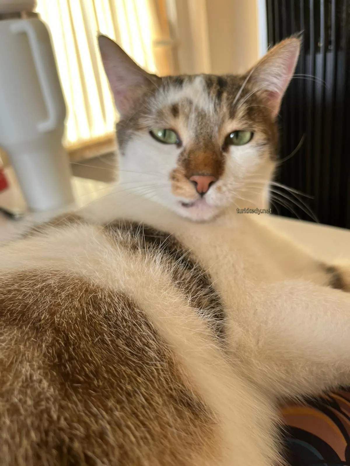 Kedi #4008